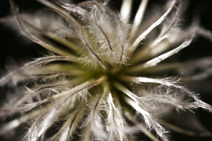 Close-up of a fluffy seed head with delicate wisps